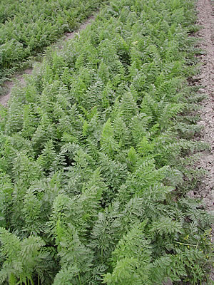 草木染のアトリエ YARN