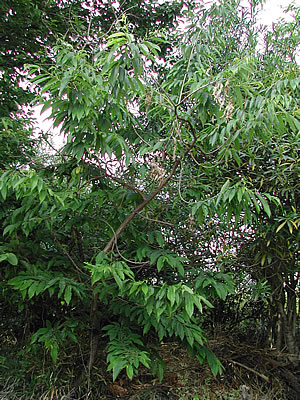 草木染のアトリエ YARN