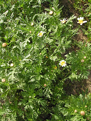 草木染のアトリエ YARN