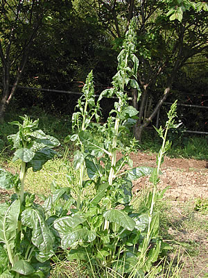 草木染のアトリエ YARN