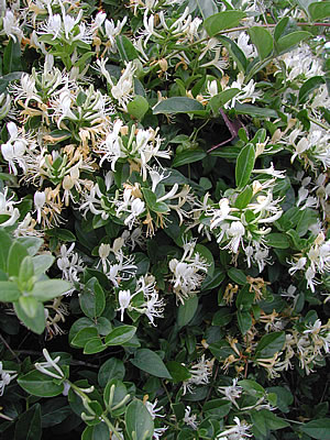 草木染のアトリエ YARN