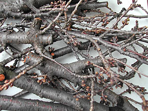 草木染のアトリエ YARN