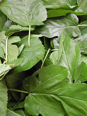 草木染のアトリエ YARN