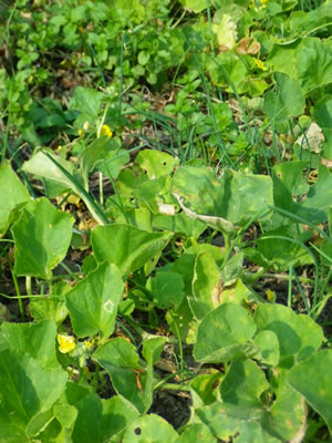 草木染のアトリエ YARN