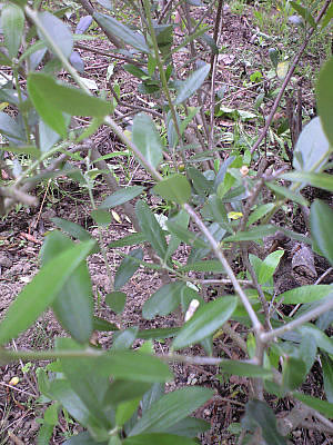 草木染のアトリエ YARN