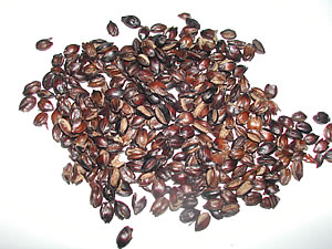 草木染のアトリエ YARN