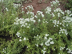 草木染のアトリエ YARN