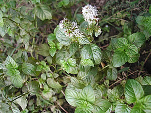 草木染のアトリエ YARN