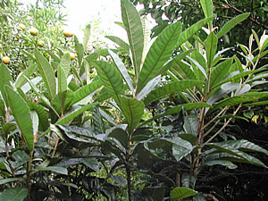 草木染のアトリエ YARN