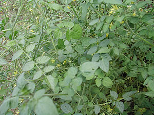 草木染のアトリエ YARN