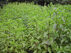 草木染のアトリエ YARN