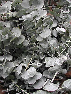 草木染のアトリエ YARN