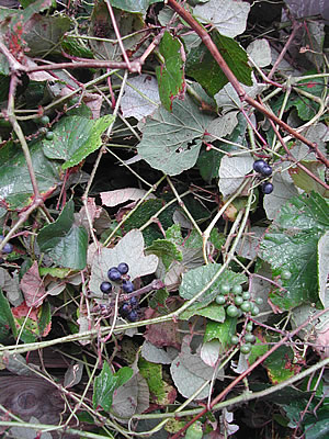 草木染のアトリエ YARN