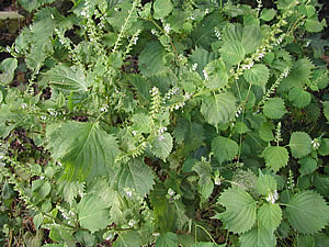 草木染のアトリエ YARN