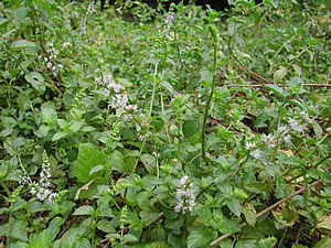 草木染のアトリエ YARN