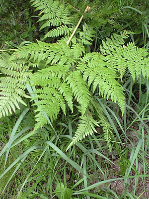 草木染のアトリエ YARN