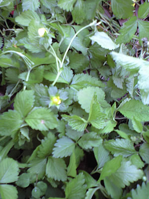 草木染のアトリエ YARN