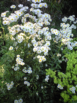 草木染のアトリエ YARN