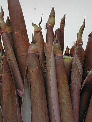 草木染のアトリエ YARN